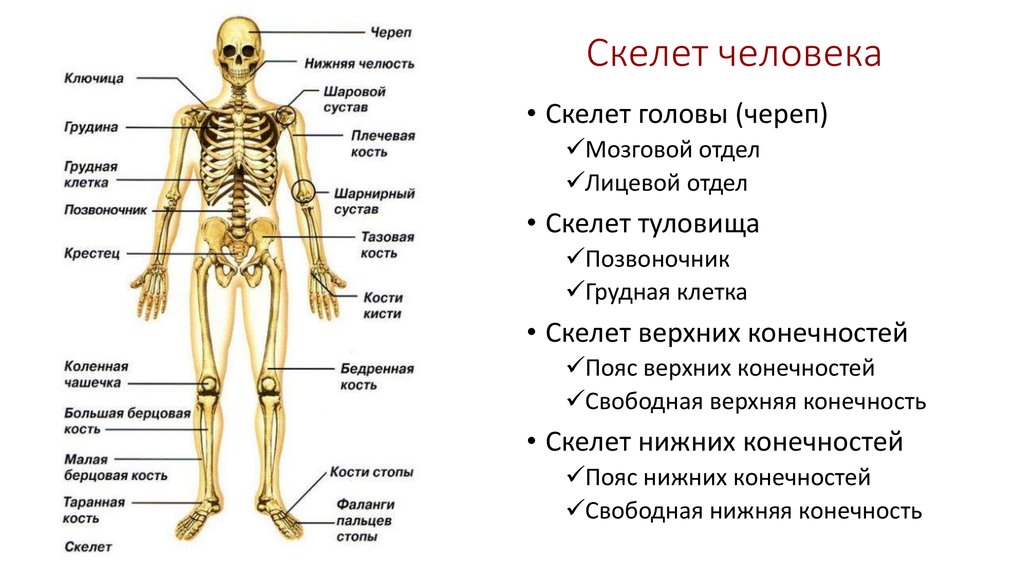 Перечислите отделы скелета
