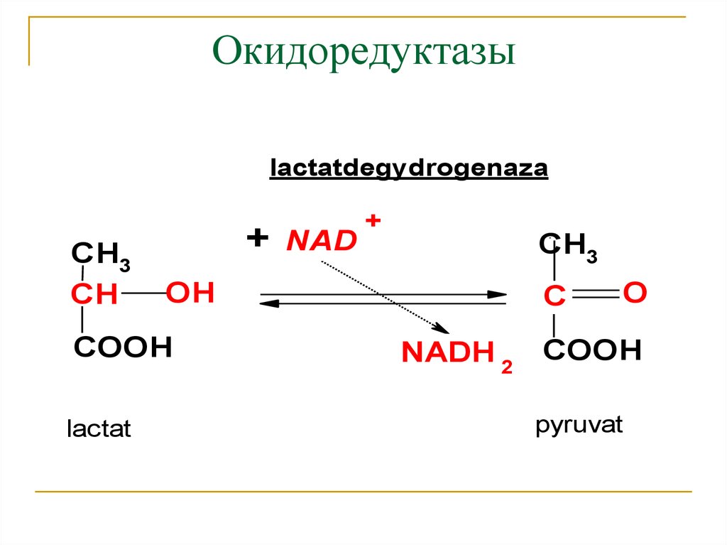 Лактат фермент