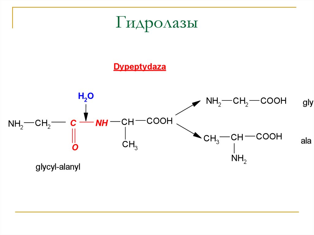 Фермент класса гидролаз. Схема реакции гидролазы. Гидролазы ферменты реакция. Реакции с гидролазами биохимия. Гидролазы реакции гидролиза.