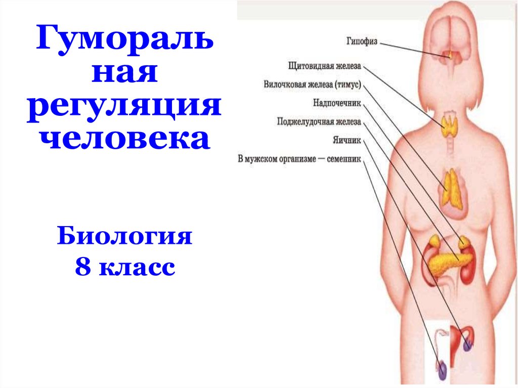 Тимус на картинке