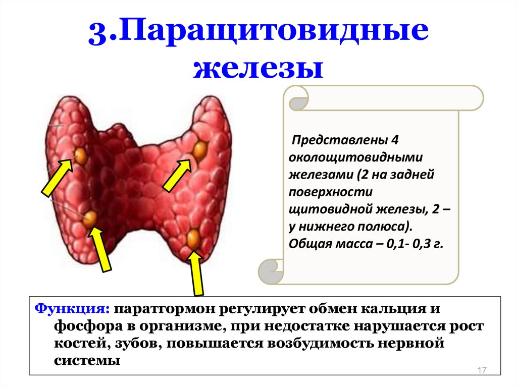 Гиперплазия щитовидных желез. Гиперпаратиреоз аденома щитовидной железы. Паращитовидные железы у Нижнего полюса. Опухоли щитовидной и паращитовидных желез. УЗИ щитовидной железы и паращитовидных желез.