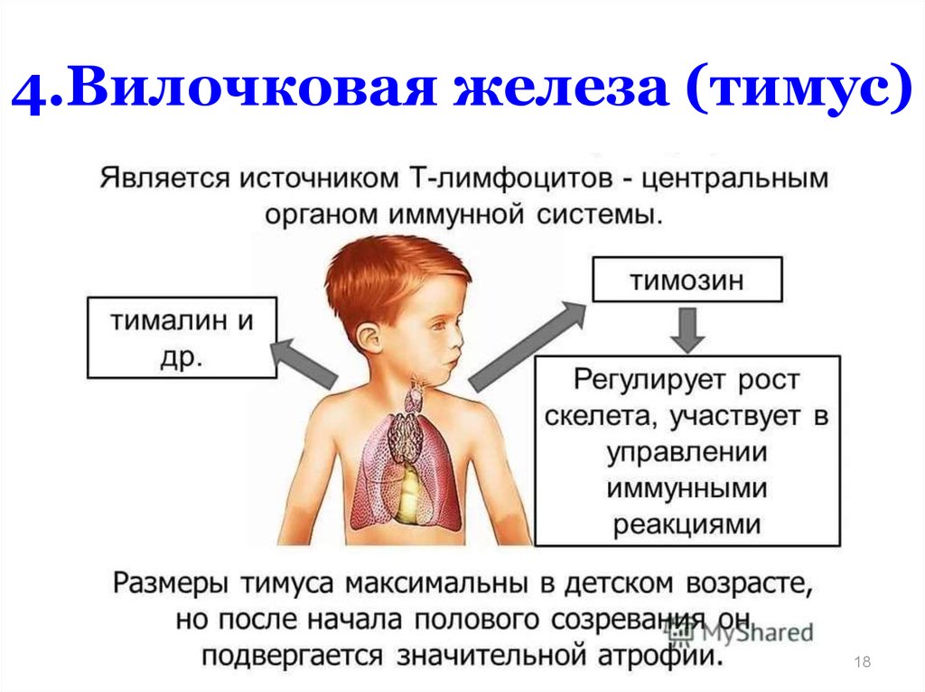 Иммунный орган тимус. Типусвилочковая железа. УЗИ вилочковой железы у детей норма. Функции вилочковой железы у детей. Вилочковая железа симптомы заболевания.