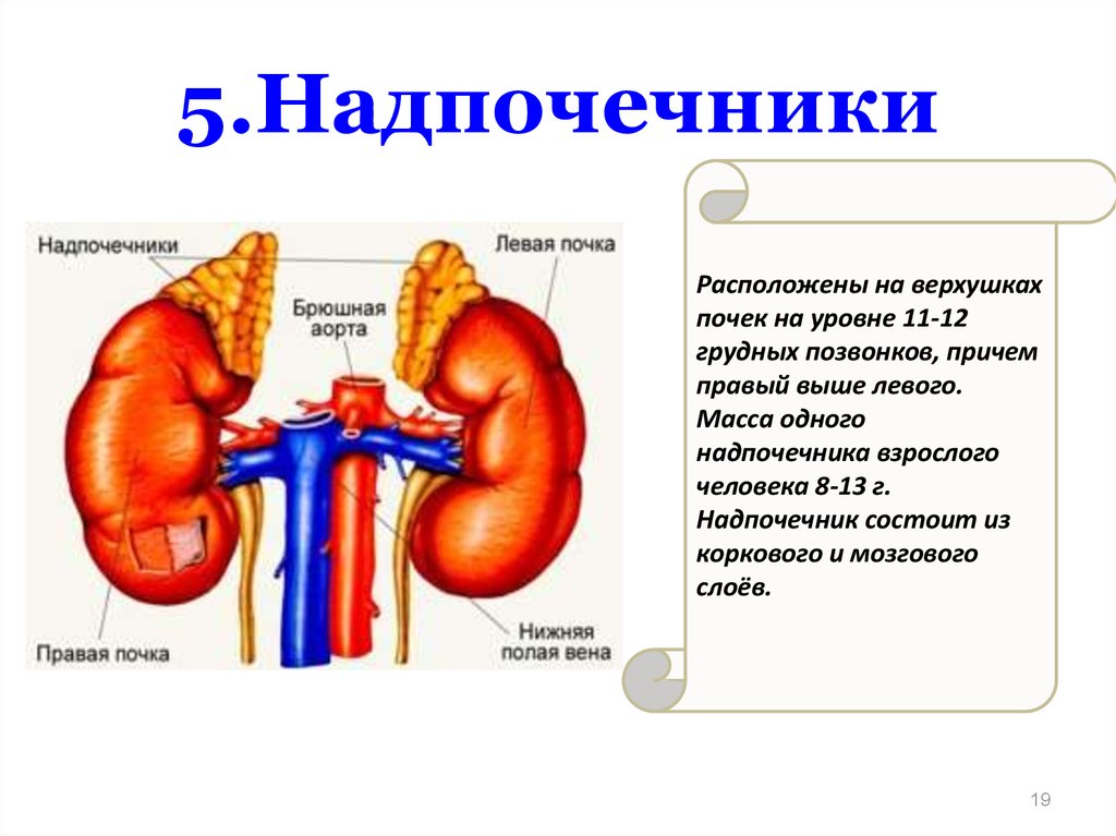 Строение надпочечников фото