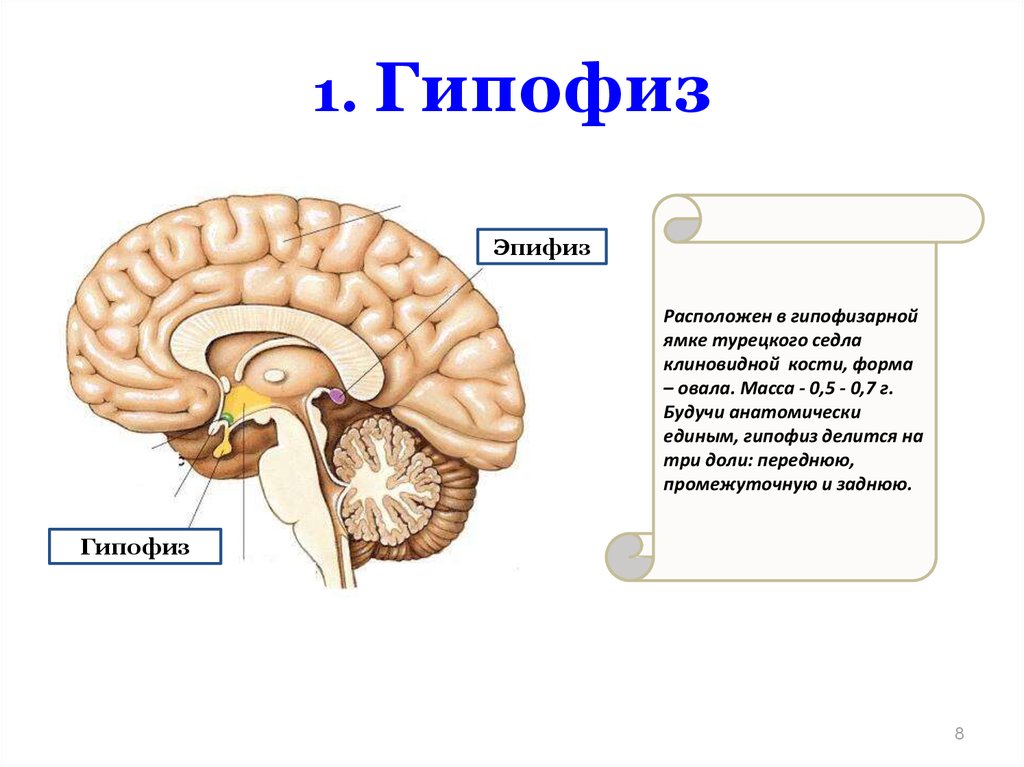 Место гипофиза. Гипоталамус гипофиз эпифиз. Промежуточный мозг гипофиз эпифиз. Мозг гипофиз эпифиз гипоталамуса. Гипоталамус, гипофиз и шишковидное тело.