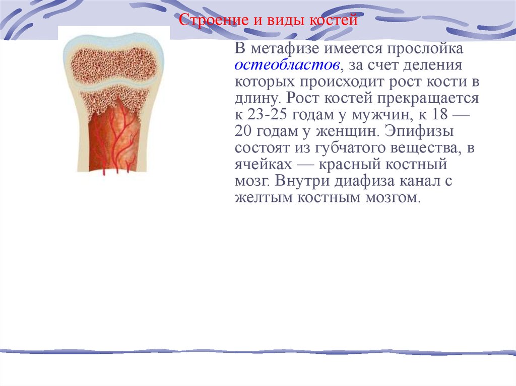 Закон вольфа кости рост