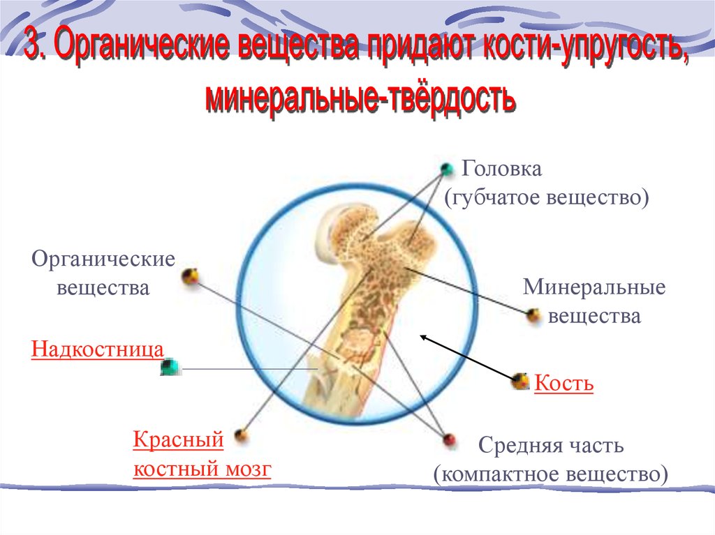 Вещества придающие твердость кости