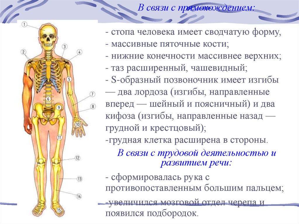 Признак строения позвоночника человека связанный с прямохождением