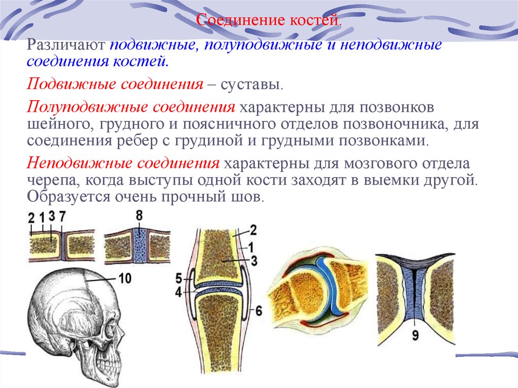 Кости позвоночника тип соединения. Неподвижные полуподвижные и подвижные соединения костей. Соединение костей неподвижные полуподвижные суставы. Неподвижный Тип соединения костей. Соединение костей полуподвижные и подвижные кости.