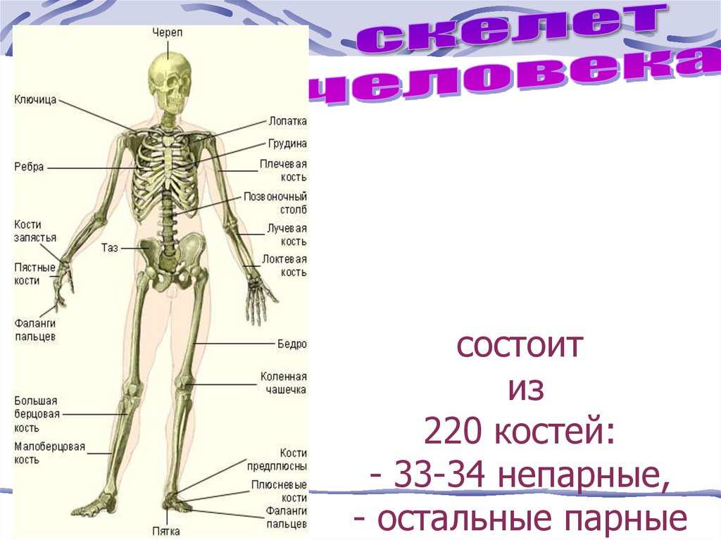 Состоит из большого