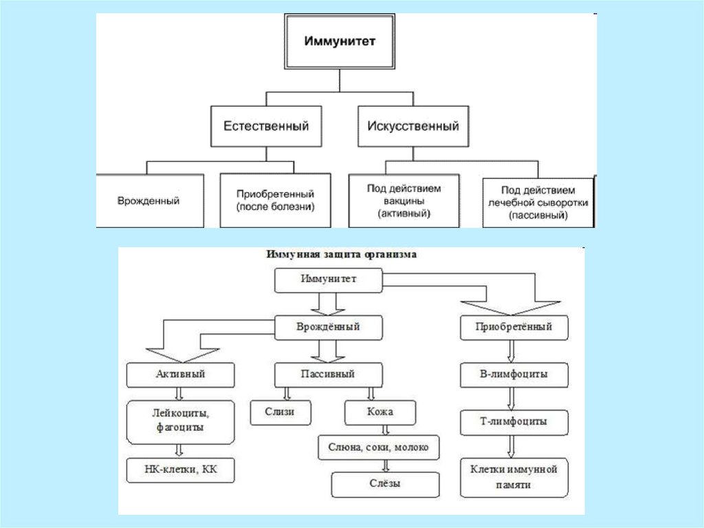 Иммунитет схема. Состав иммунной системы схема. Иммунитет полная схема. Иммунная система схема 8 класс. Схема функциональных отделов иммунной системы.