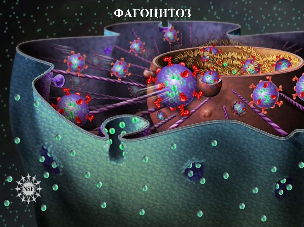 ФАГОЦИТОЗ