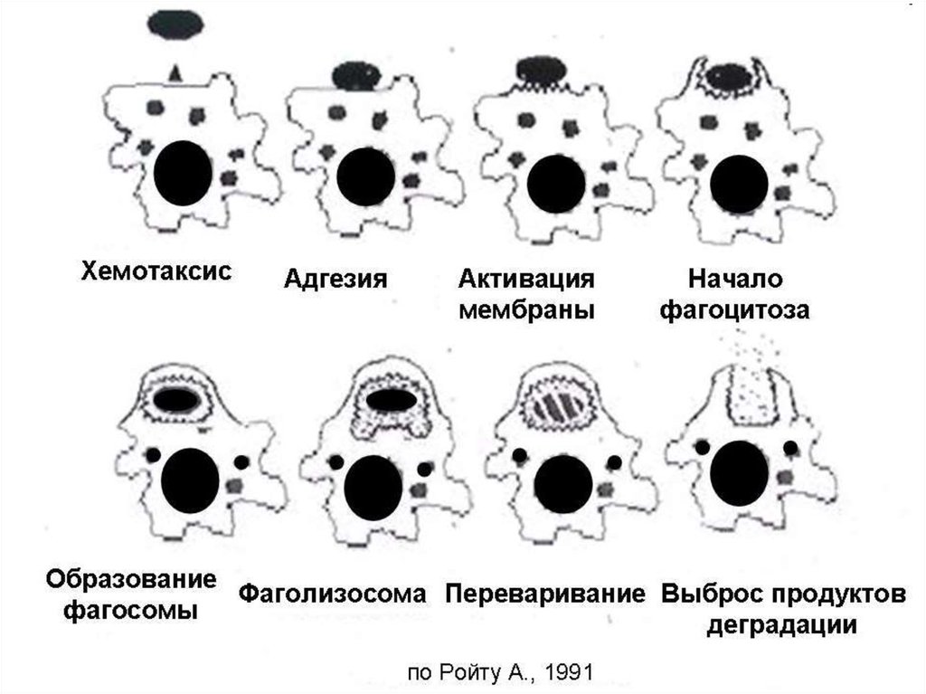 Строение хемотаксиса. Схема отдельных стадий фагоцитоза. Схема этапов хемотаксиса и фагоцитоза. Фазы фагоцитоза схема. Схема фагоцитоза в иммунологии.