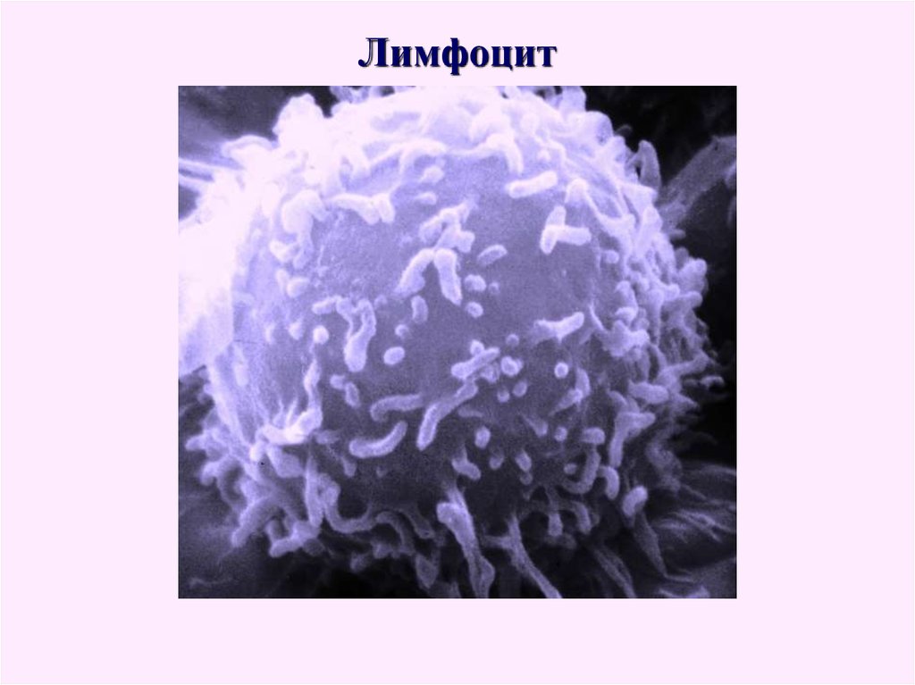Лимфоцит