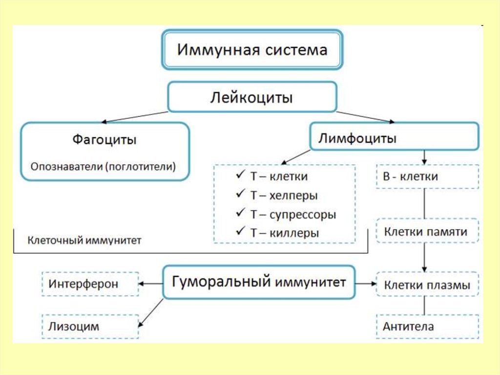 Составьте схему ответа иммунной системы на проникновение в организм возбудителя ангины 8 класс