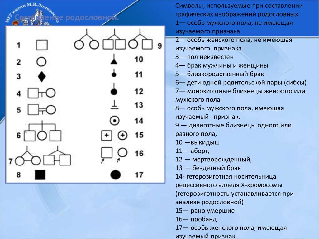 Графическое изображение родословной