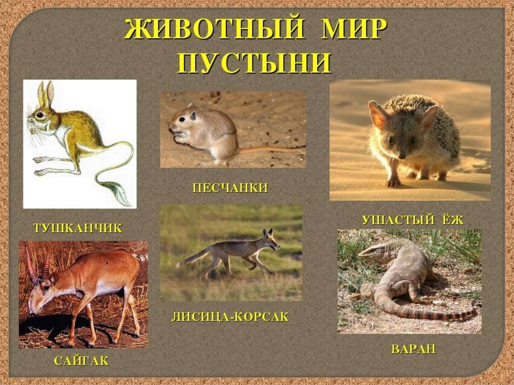 Обитатели пустыни россии. Пустыни. Животный мир. Обитатели пустыни животные. Пустыня животные и растения. Животные мир пустыни.
