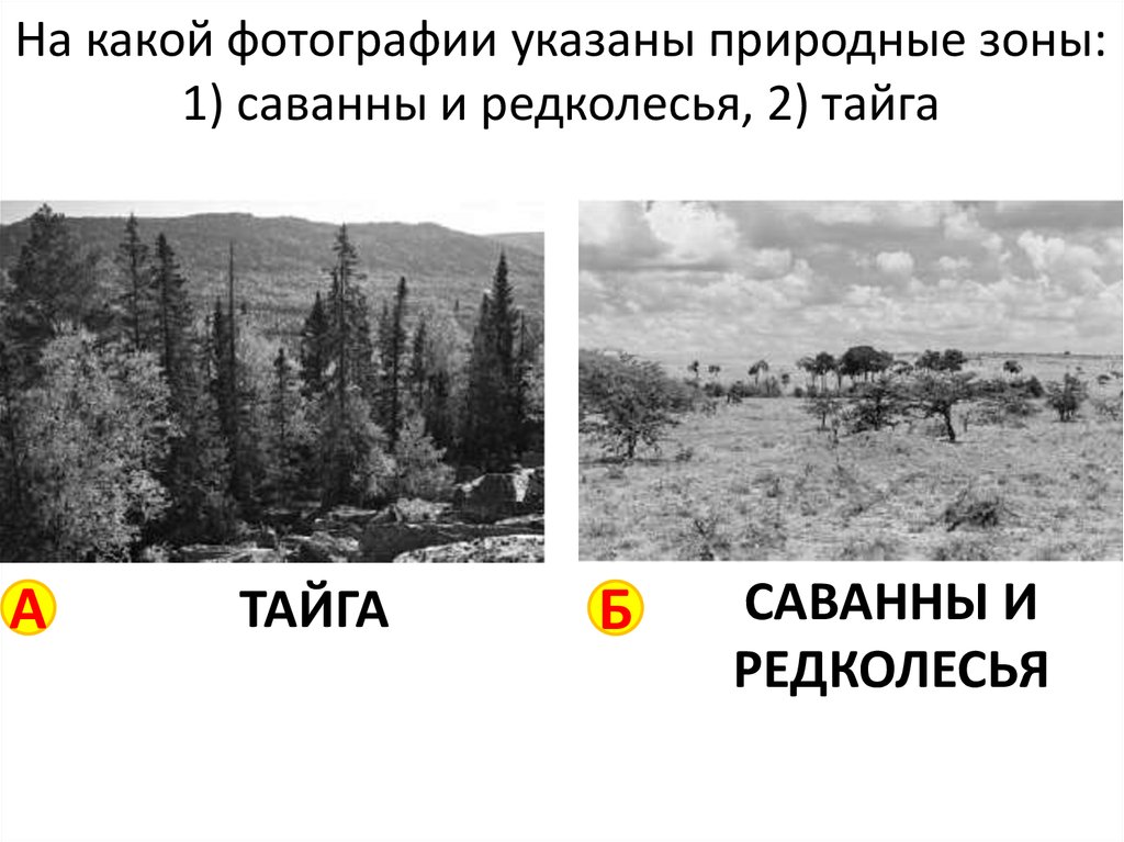 На какой фотографии указаны природные зоны: 1) саванны и редколесья, 2) тайга