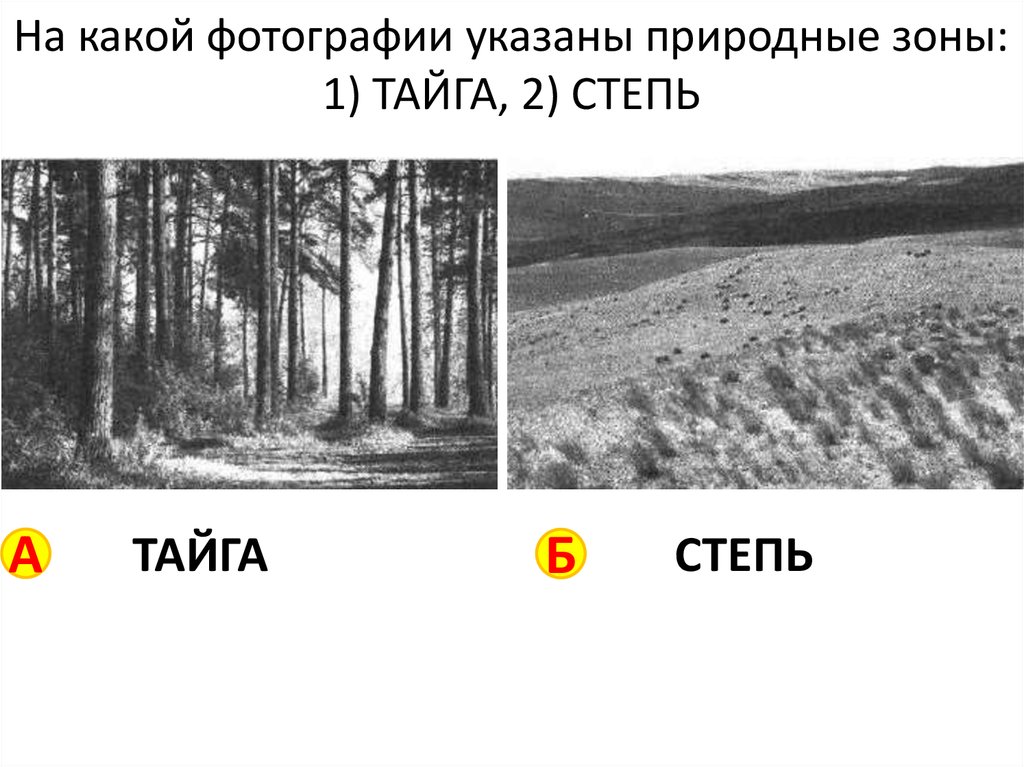 Определите в какой из указанных природных зон могла быть сделана каждая фотография