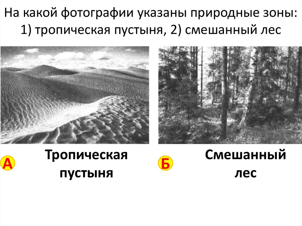 На какой фотографии указаны природные зоны: 1) тропическая пустыня, 2) смешанный лес