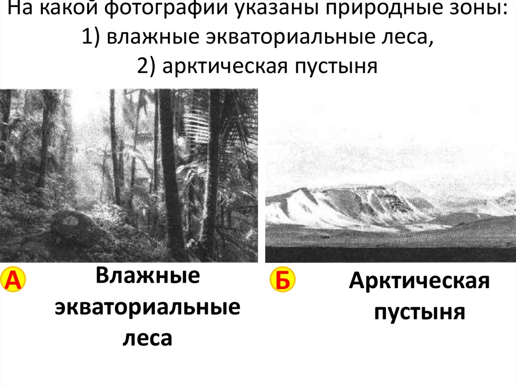 На какой фотографии указаны природные зоны: 1) влажные экваториальные леса, 2) арктическая пустыня