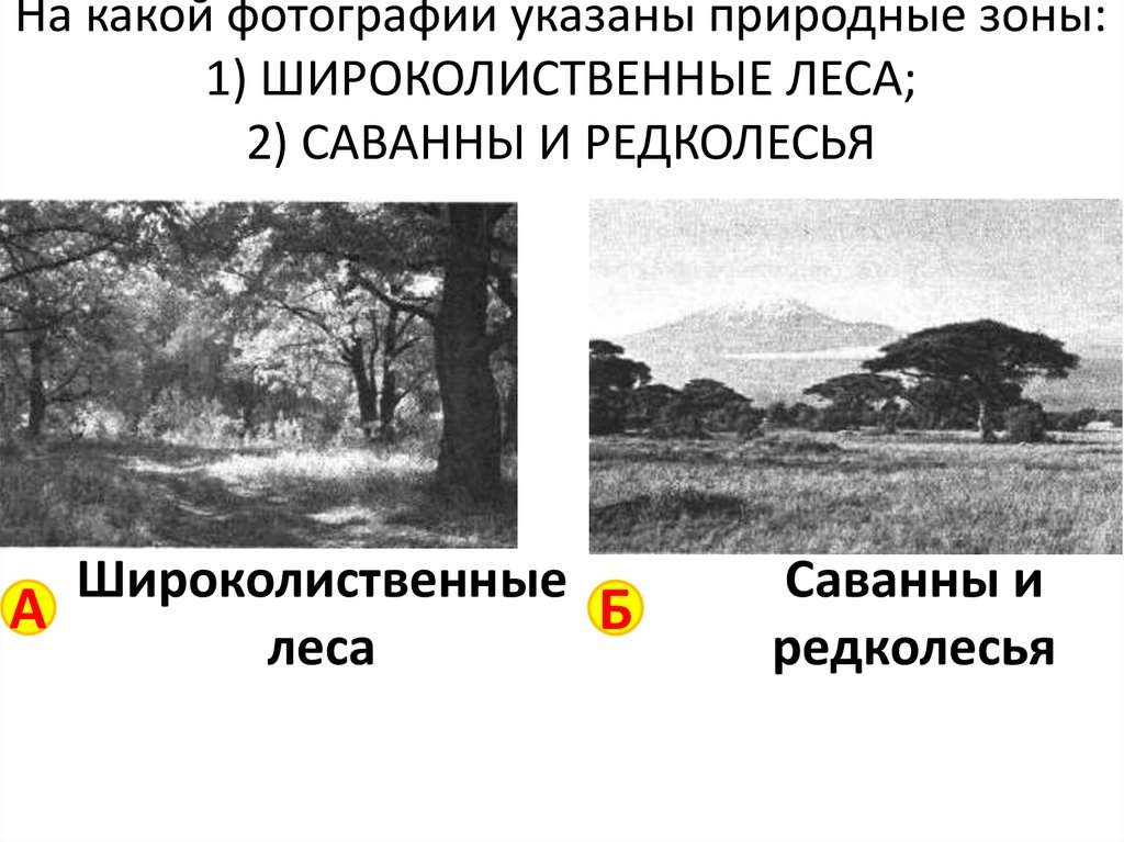 Укажите естественные. Саванны и редколесья и Тайга природные зоны. Какие характеристики указываются на Редколесье.