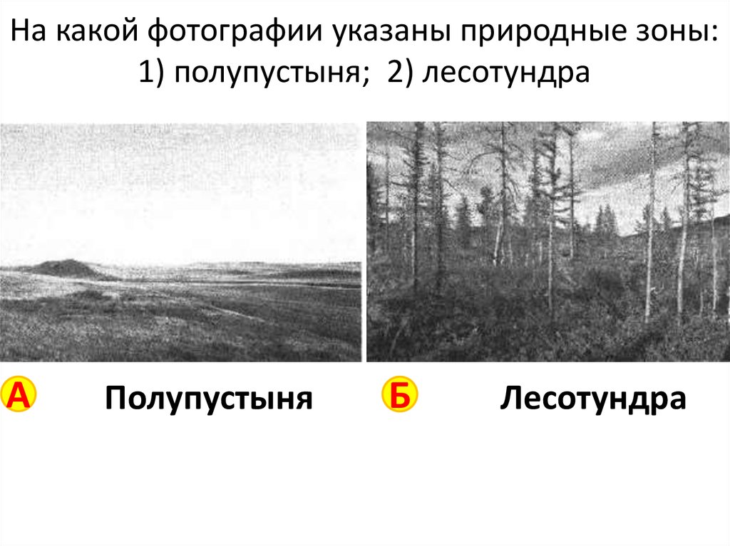 Определите в какой из указанных природных зон могла быть сделана каждая фотография