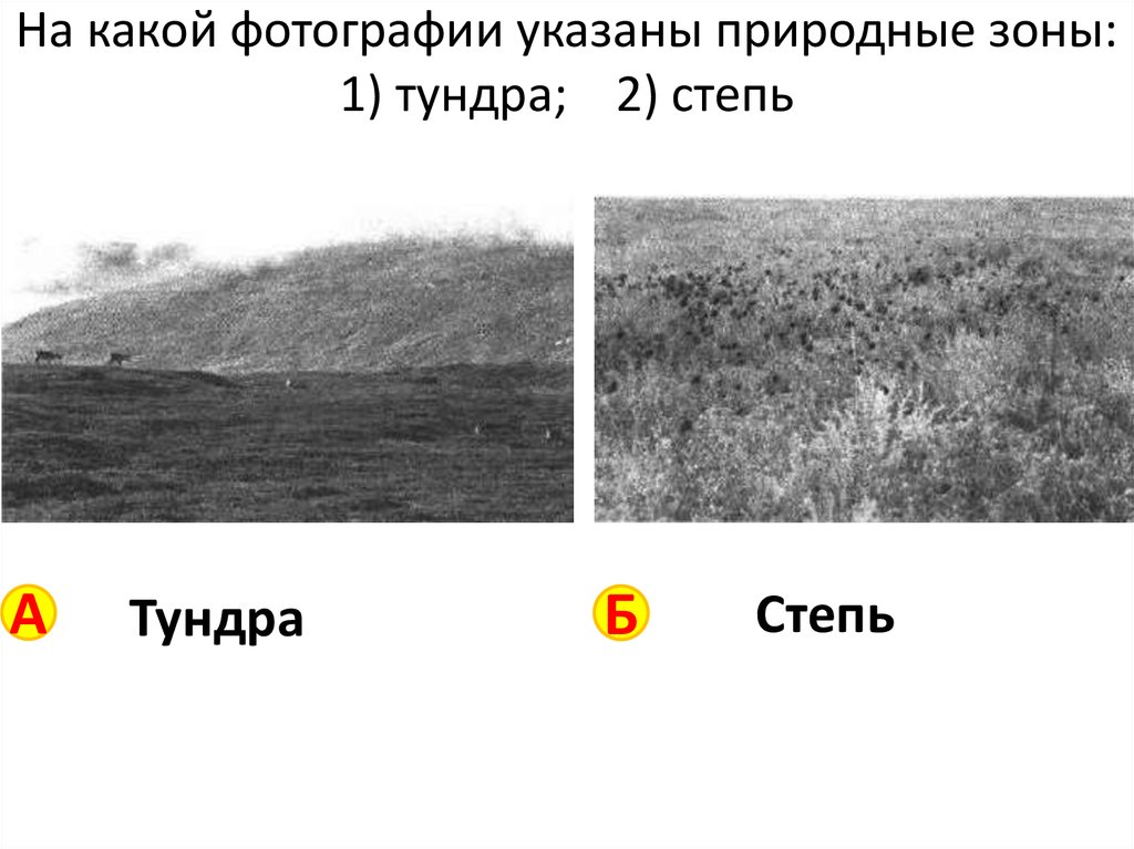 На какой фотографии указаны природные зоны: 1) тундра; 2) степь