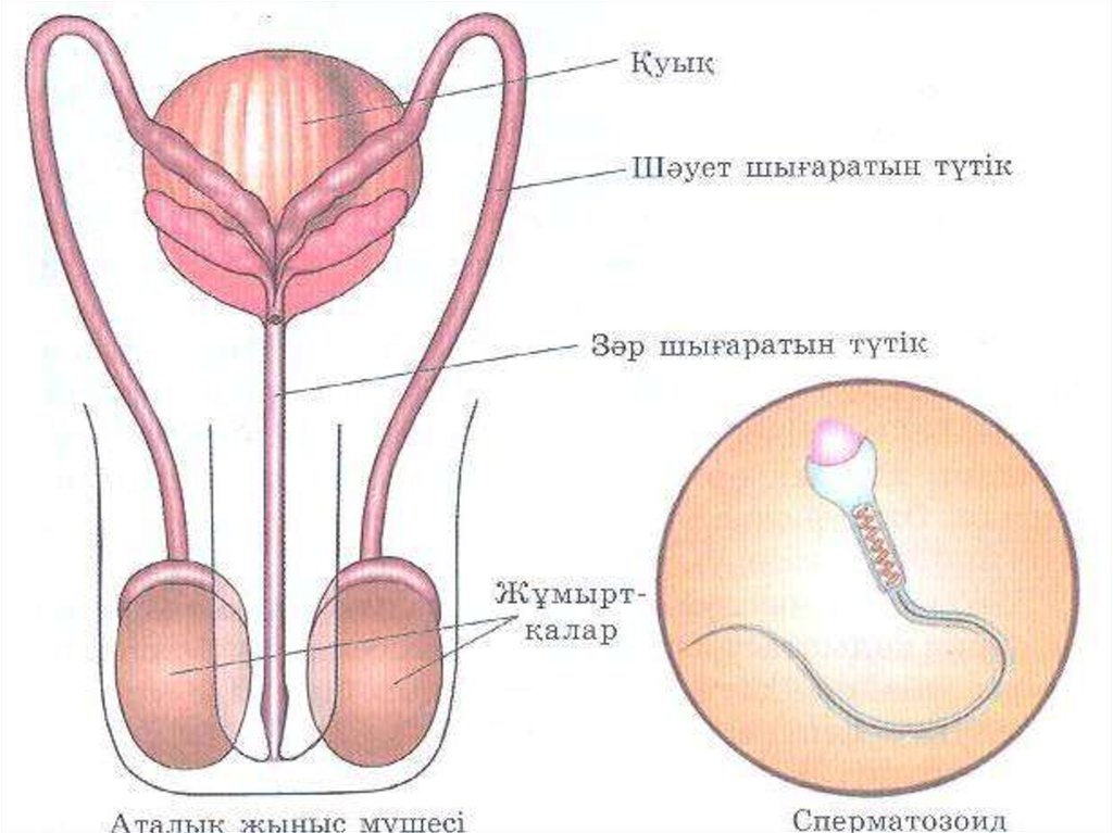 Екінші реттік жыныс белгілері жыныстық жетілу презентация