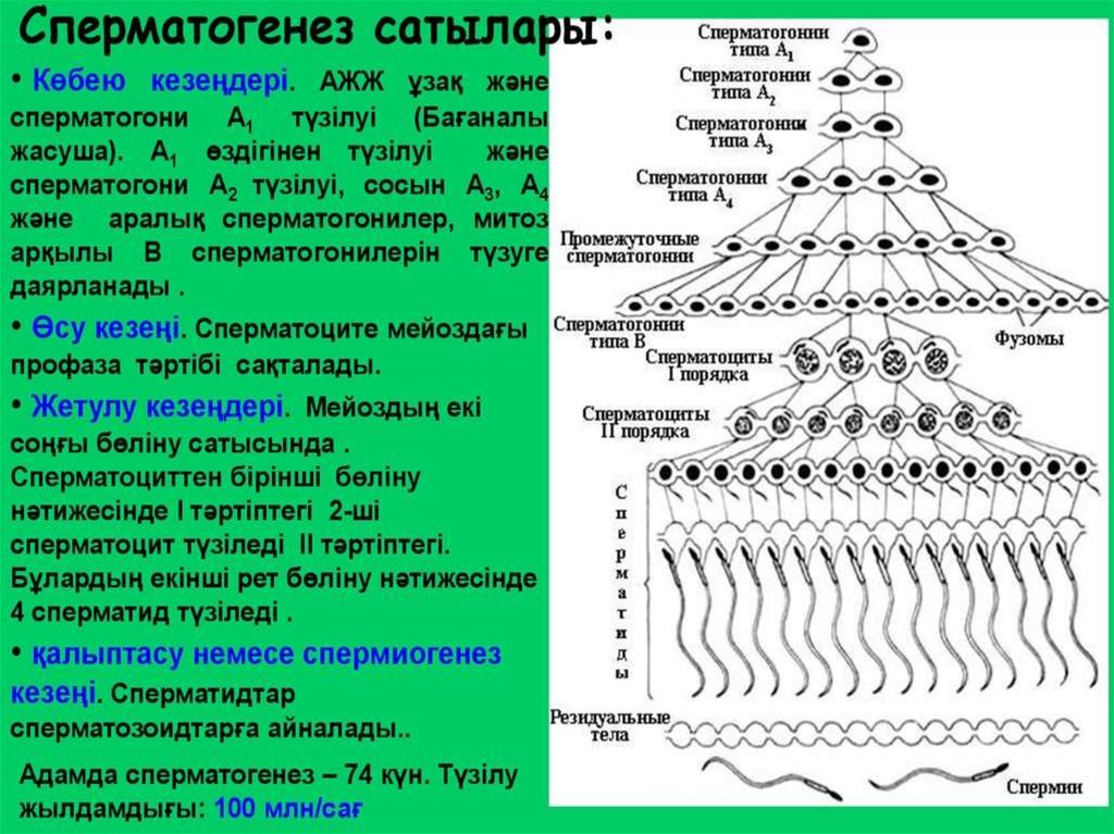 Стадии сперматогенеза. Фазы сперматогенеза. Этапы сперматогенеза. Стадия спермиогенеза.