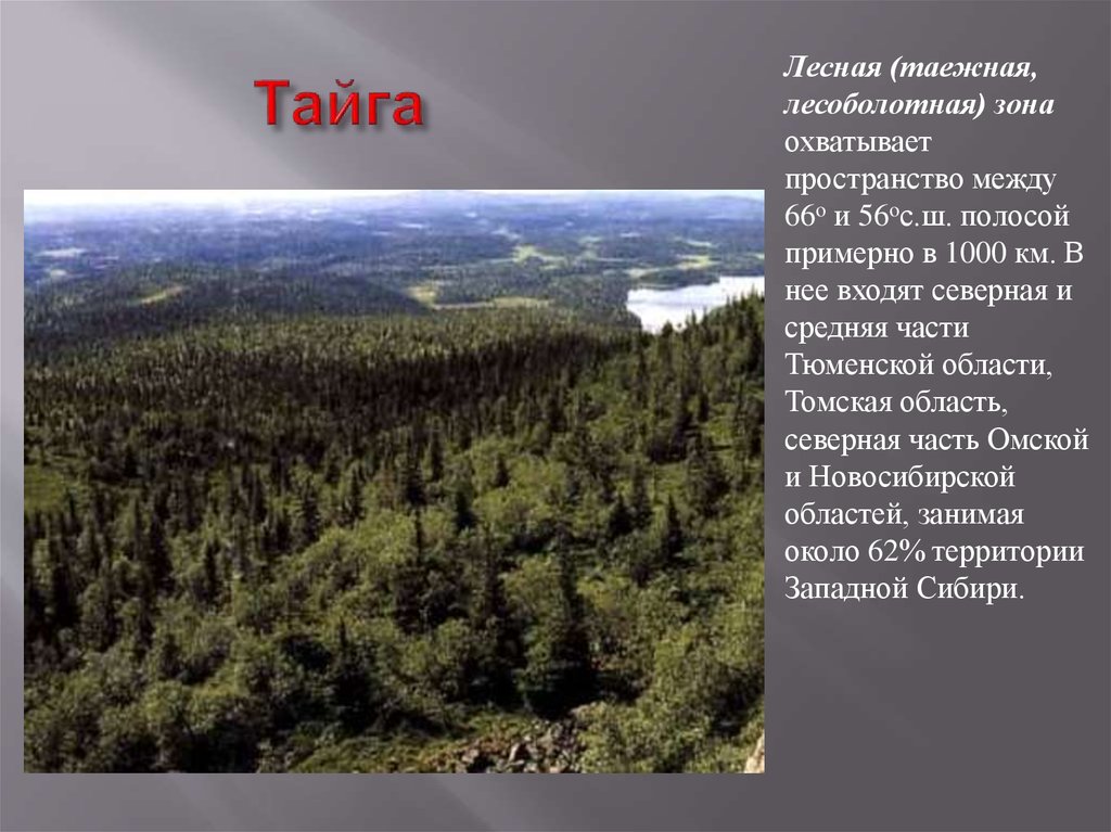 В сибири большую площадь занимает природная зона. Таежно Лесная зона. Тайга презентация. Лесная зона Тайга. Тайга Западной Сибири.