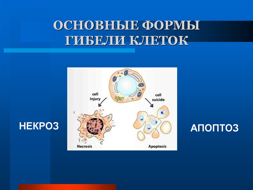 Апоптоз презентация иммунология