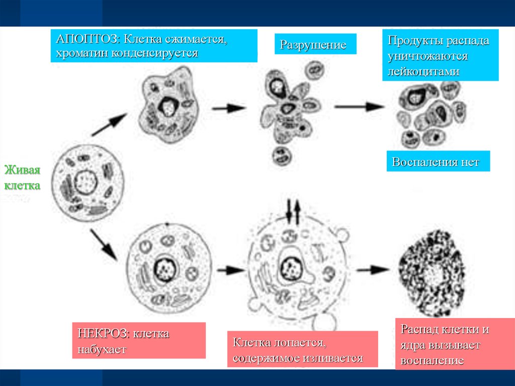 Презентация на тему некроз апоптоз
