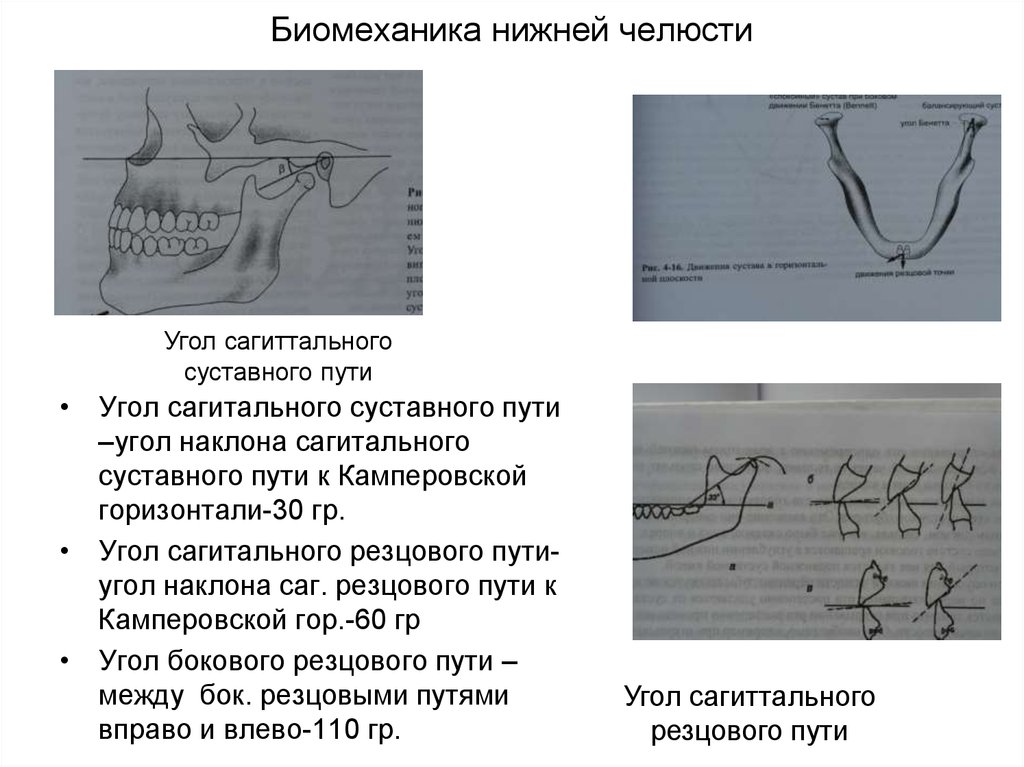 Движение нижней челюсти. Движение нижней челюсти суставные и резцовые пути. Биомеханика нижней челюсти сагиттальные и трансверзальные. Биомеханика движений нижней челюсти. Биомеханика нижней челюсти трансверзальные движения нижней челюсти.