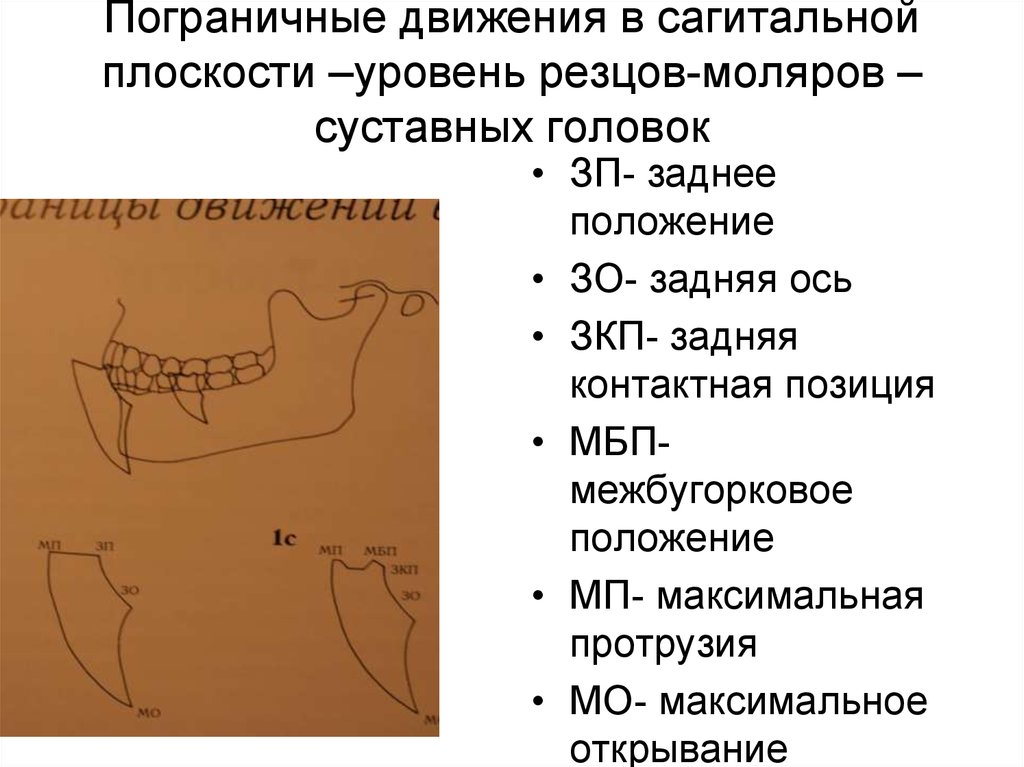 Биомеханика нижней челюсти презентация