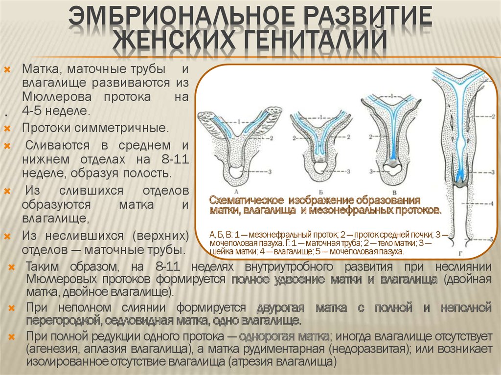 Синдром Рокитанского — Кюстнера — Майера — Хаузера: причины, диагностика, симптомы, лечение