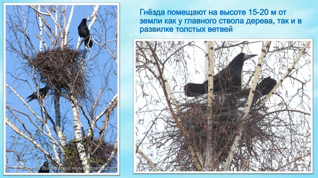 Гнёзда помещают на высоте 15-20 м от земли как у главного ствола дерева, так и в развилке толстых ветвей