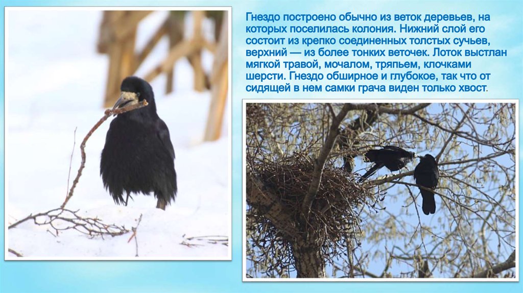 Гнездо построено обычно из веток деревьев, на которых поселилась колония. Нижний слой его состоит из крепко соединенных толстых