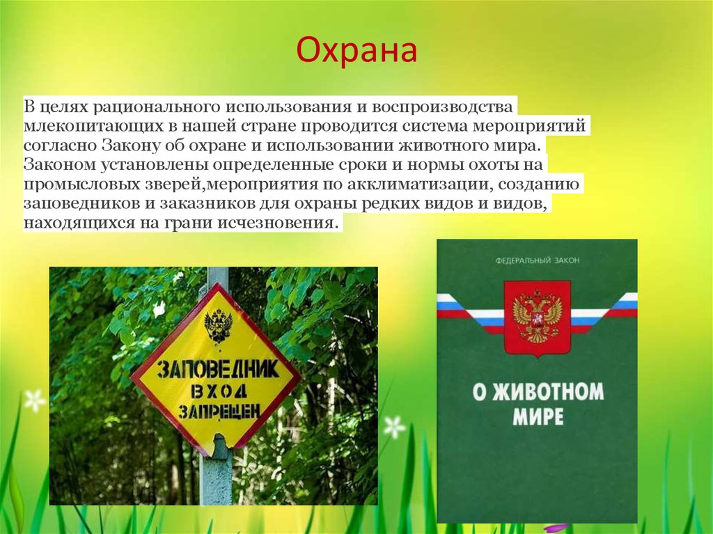 Рациональное использование и охрана животных. Законы об охране животных. Законы России об охране животных.