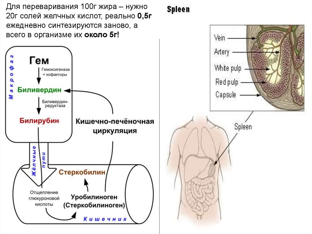 Очищенный желчные соли. Кишечно-печёночная циркуляция жёлчных кислот. Кишечно печеночная циркуляция. Очищенные соли желчных кислот. Желчные кислоты и соли желчных кислот.