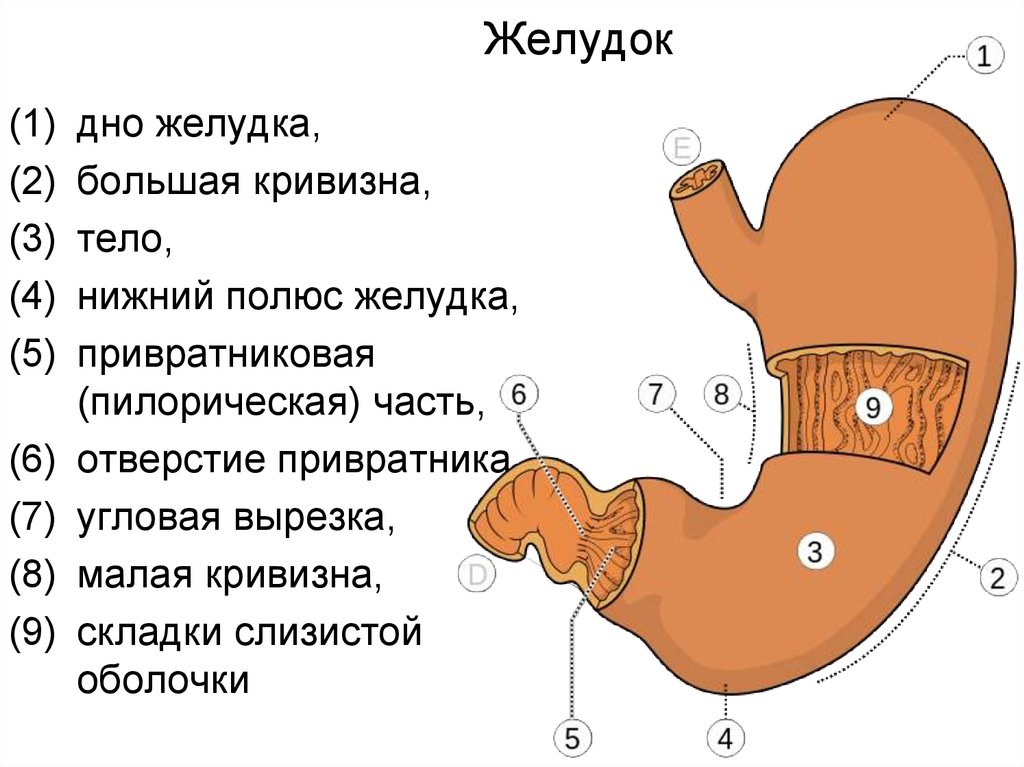 Частями желудка являются. Угловая вырезка желудка анатомия. Желудок строение анатомия пилорическая часть. Схема наружного строения желудка. Отделы желудка натомия фундальный антральный.