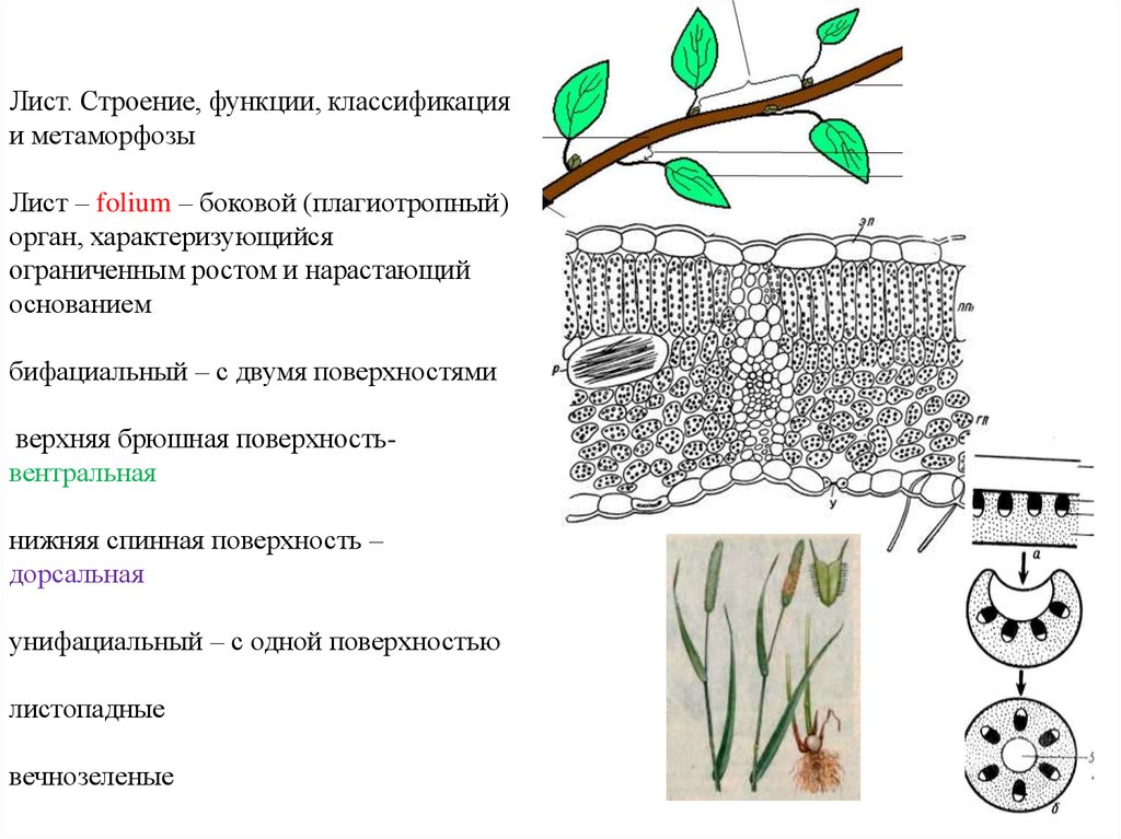 Строение листа рисунок. Внешнее строение листа и их функции. Лист строение строение функции. Строение листа растения таблица. Строение и функции листьев растений.