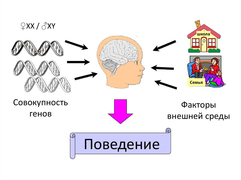 Генетика интеллекта презентация