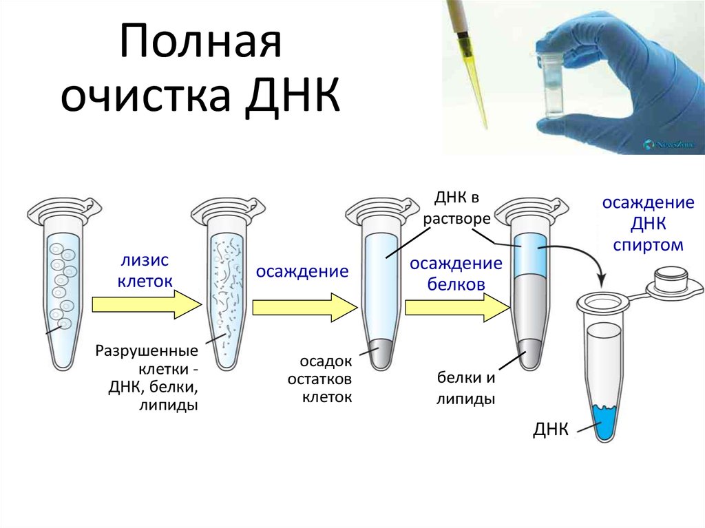 Процесс выделения днк