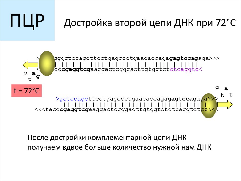 Комплементарная цепь днк. Достройте вторую цепь ДНК. Как достроить 2 цепь ДНК. Достроить цепочку ДНК. Цепь ДНК достроить вторую цепь.