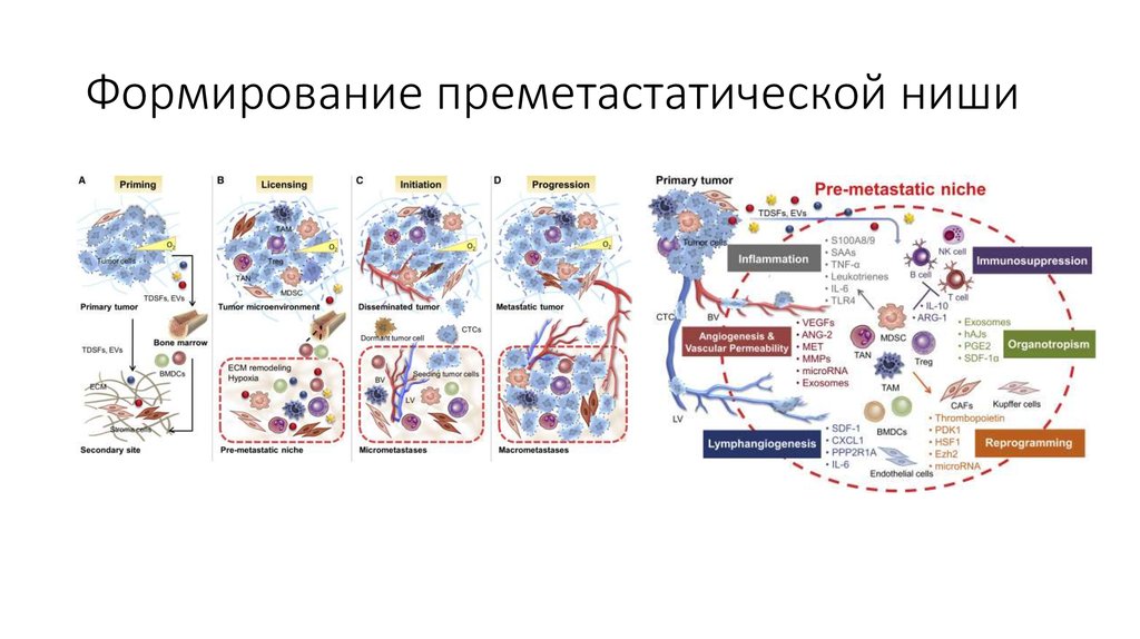 Подпишите картинки виды опухолевого роста