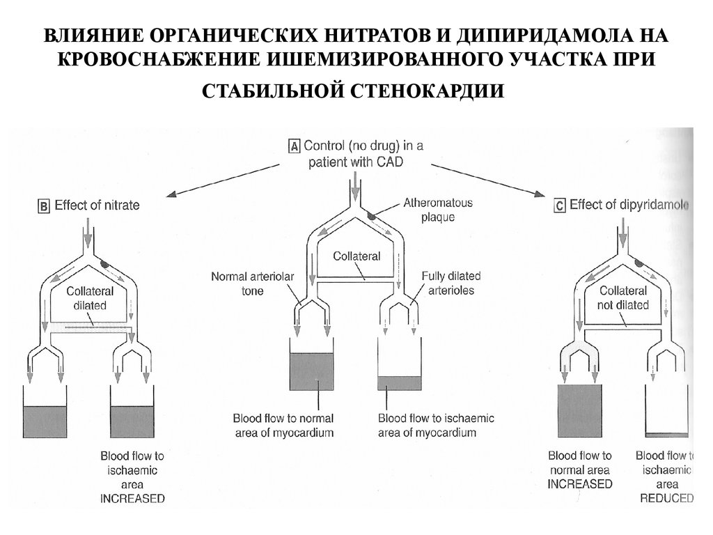 ВЛИЯНИЕ ОРГАНИЧЕСКИХ НИТРАТОВ И ДИПИРИДАМОЛА НА КРОВОСНАБЖЕНИЕ ИШЕМИЗИРОВАННОГО УЧАСТКА ПРИ СТАБИЛЬНОЙ СТЕНОКАРДИИ