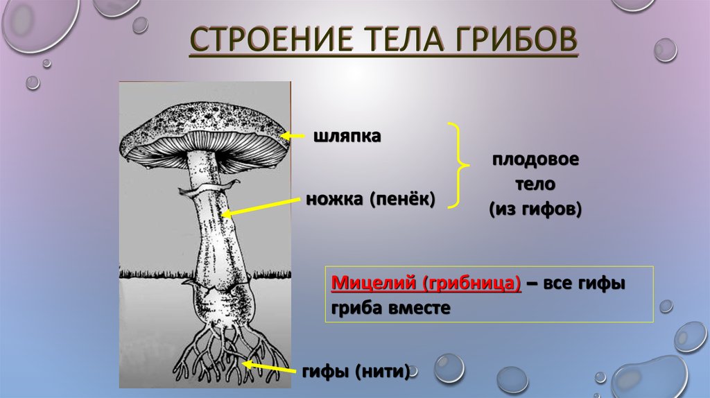 Гифы плодового тела