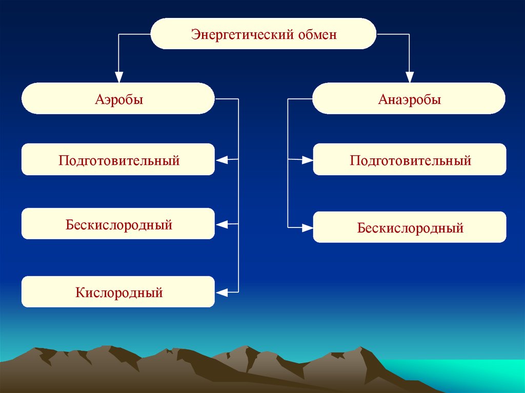 Энергетический обмен животных