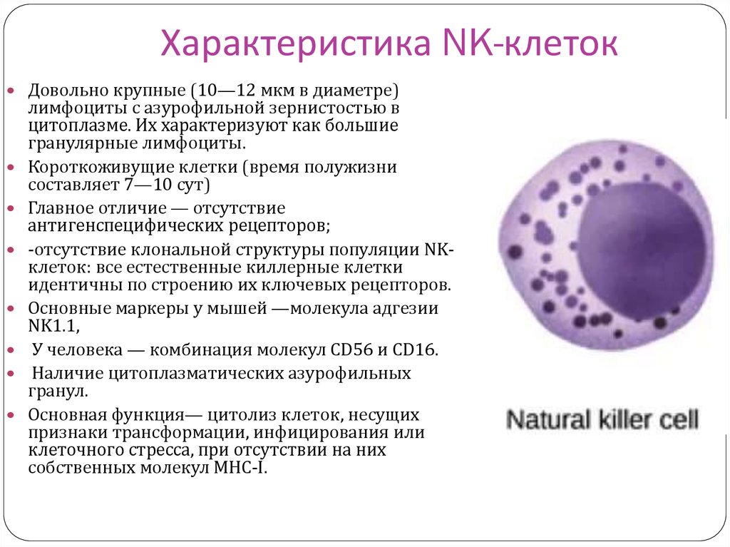 Естественные киллеры презентация