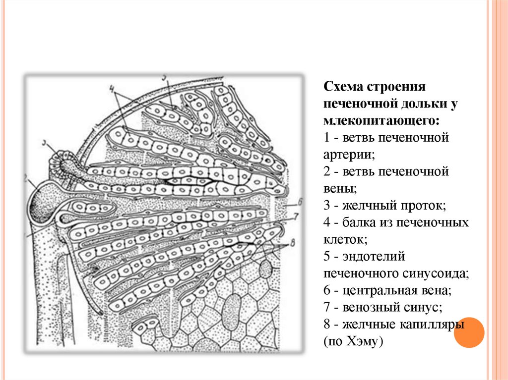 Мелкозернистая структура печени